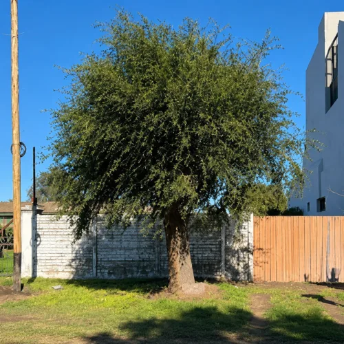 Inmueble en Establecimiento La Lonja – Rauch